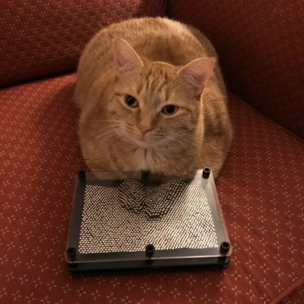 Cute And Funny Cats (26 pics)