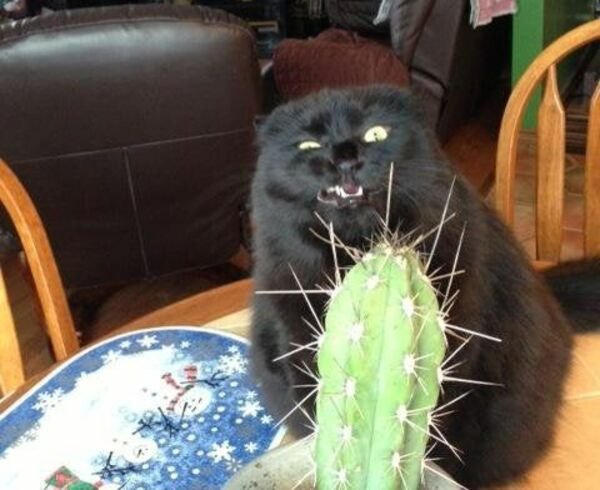 Cute And Funny Cats (26 pics)