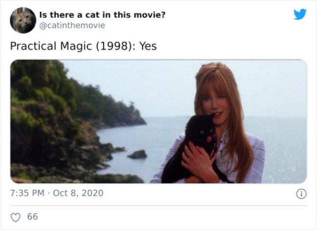 Cats That Have Been Spotted In Movies (30 pics)