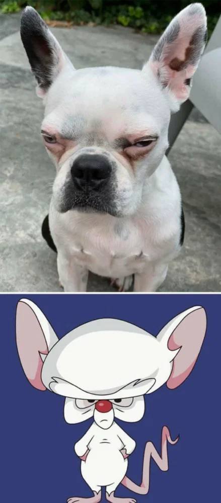 Funny Dogs (26 pics)