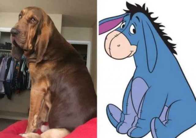 Funny Dogs (26 pics)