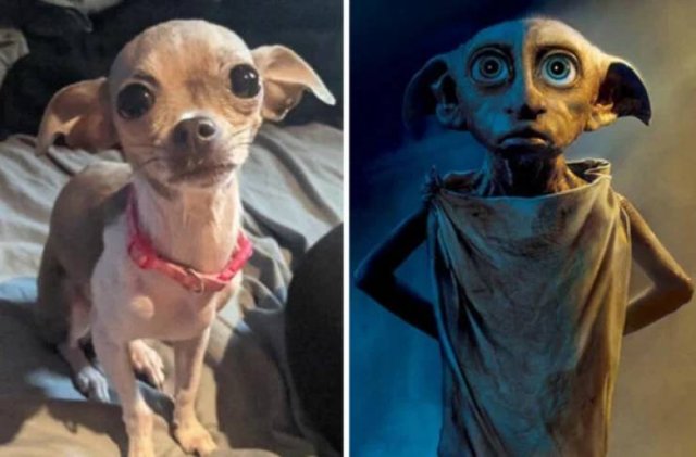 Funny Dogs (26 pics)
