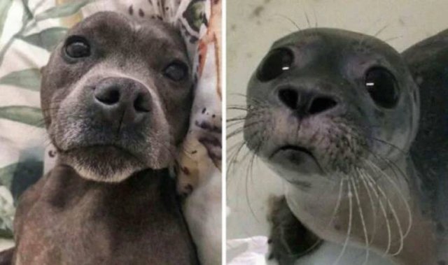 Funny Dogs (26 pics)