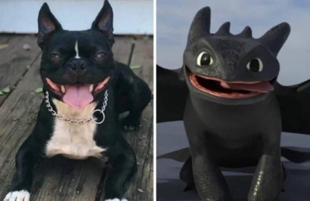 Funny Dogs (26 pics)