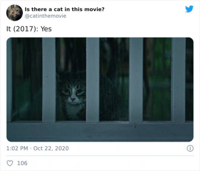Cats That Have Been Spotted In Movies (30 pics)