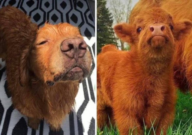 Funny Dogs (26 pics)
