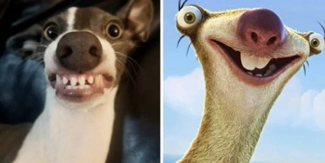 Funny Dogs (26 pics)