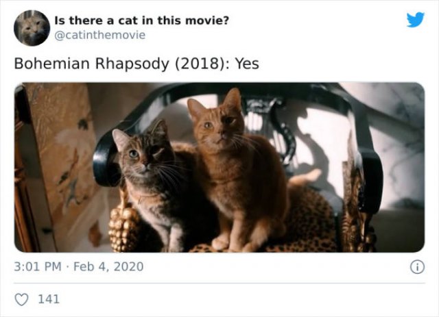 Cats That Have Been Spotted In Movies (30 pics)
