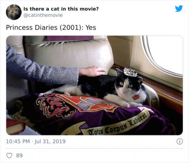 Cats That Have Been Spotted In Movies (30 pics)