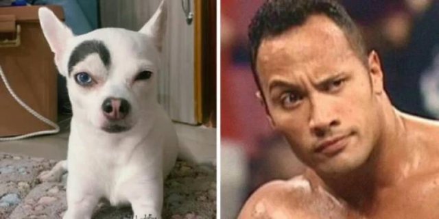 Funny Dogs (26 pics)