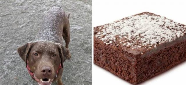 Funny Dogs (26 pics)