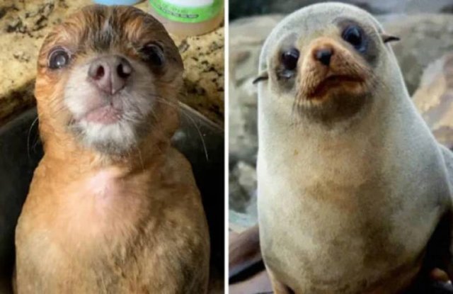Funny Dogs (26 pics)