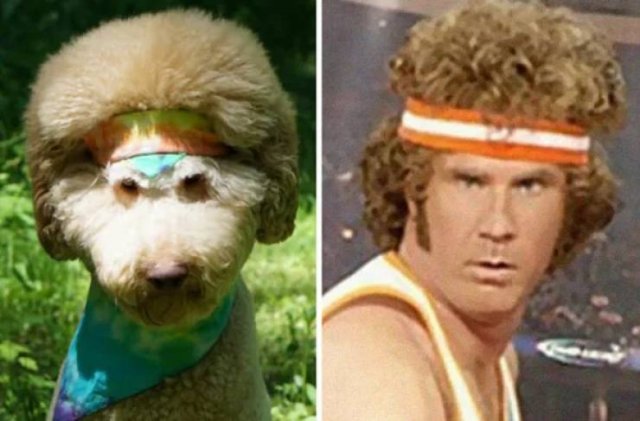 Funny Dogs (26 pics)