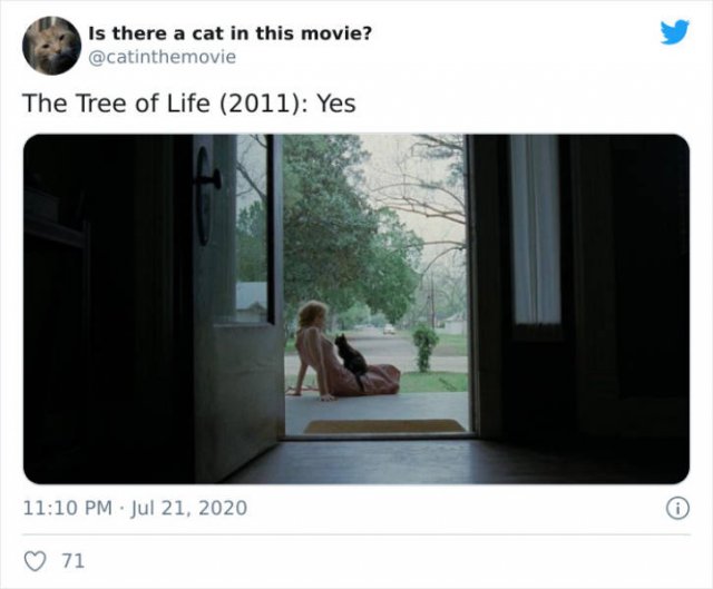 Cats That Have Been Spotted In Movies (30 pics)