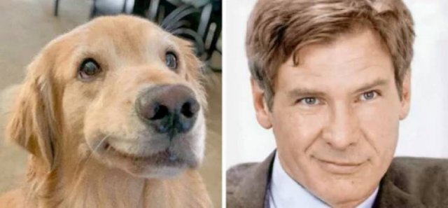 Funny Dogs (26 pics)