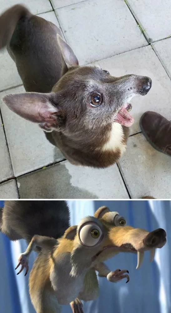 Funny Dogs (26 pics)