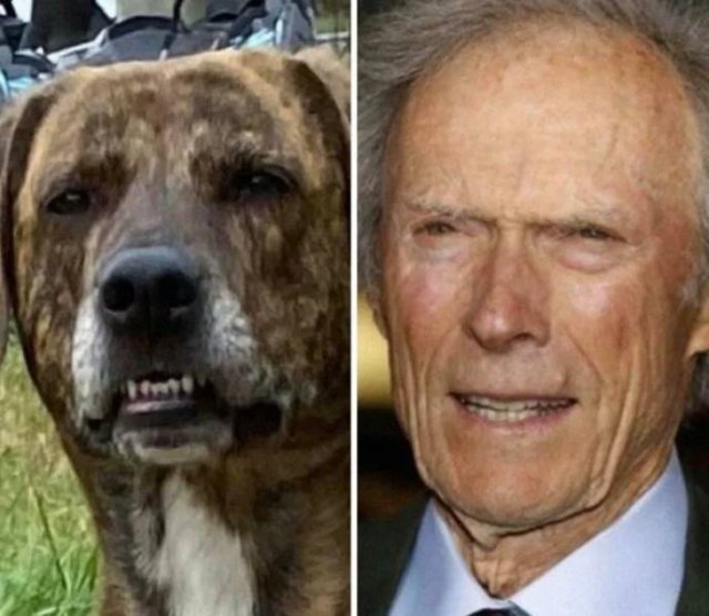 Funny Dogs (26 pics)