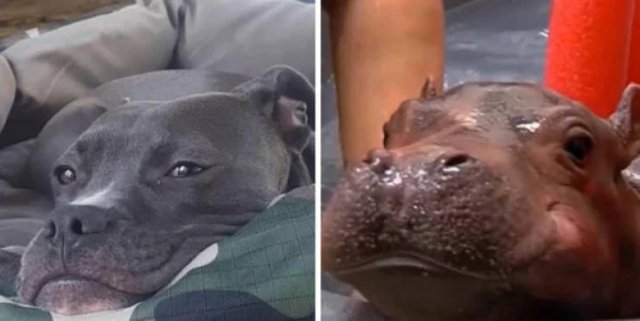 Funny Dogs (26 pics)