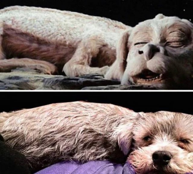 Funny Dogs (26 pics)