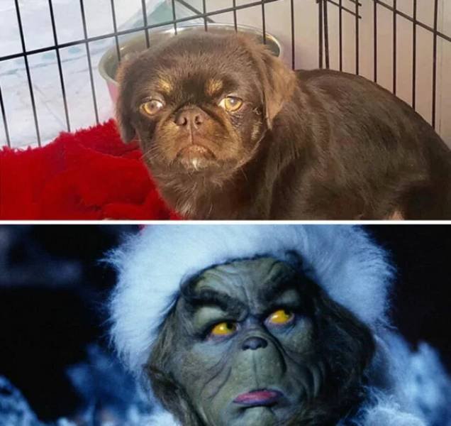 Funny Dogs (26 pics)