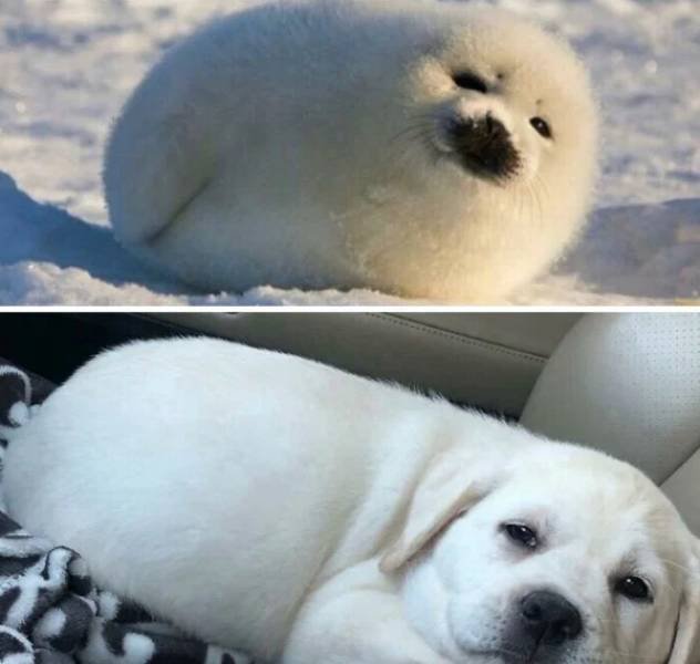 Funny Dogs (26 pics)