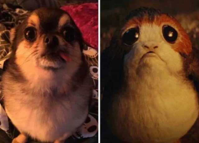 Funny Dogs (26 pics)
