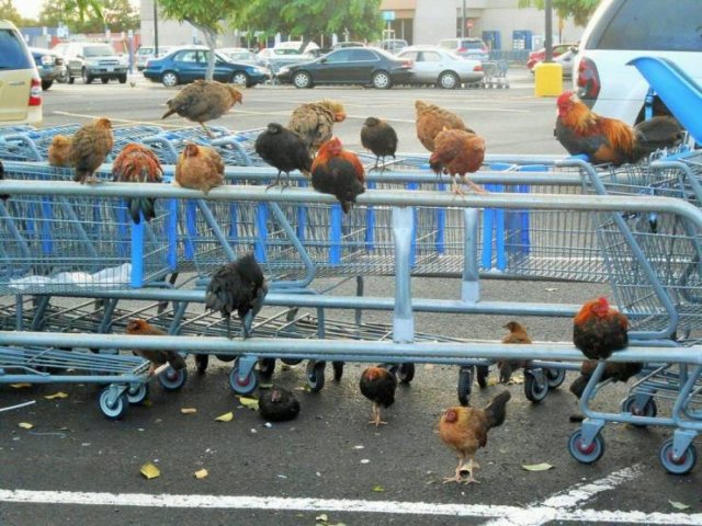 What Is Going On Here? (54 pics)