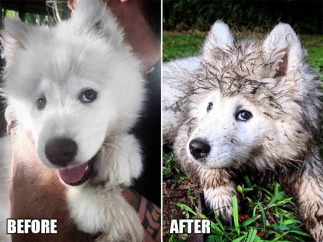 Animals Before And After A Walk (23 pics)