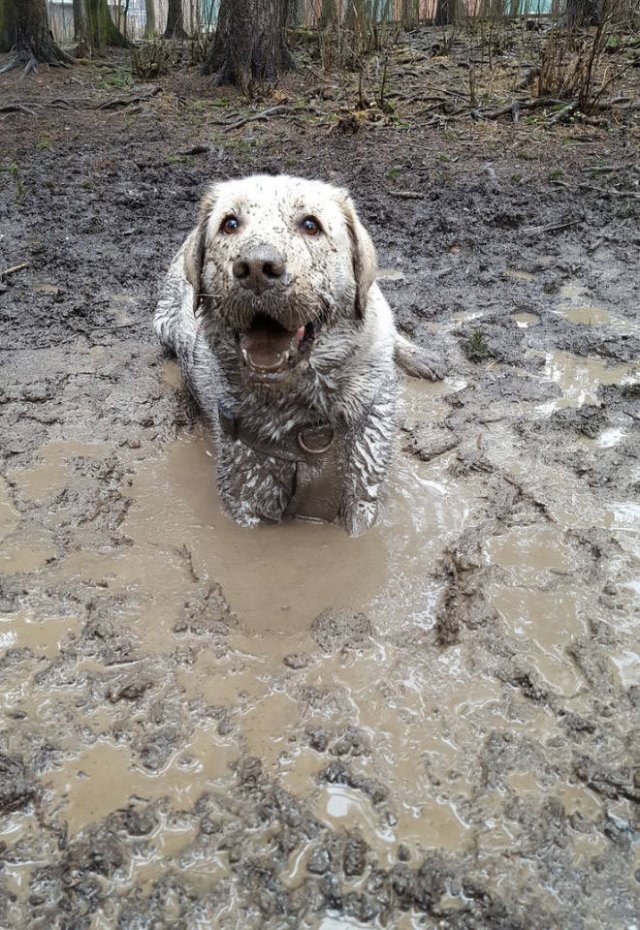 Animals Before And After A Walk (23 pics)