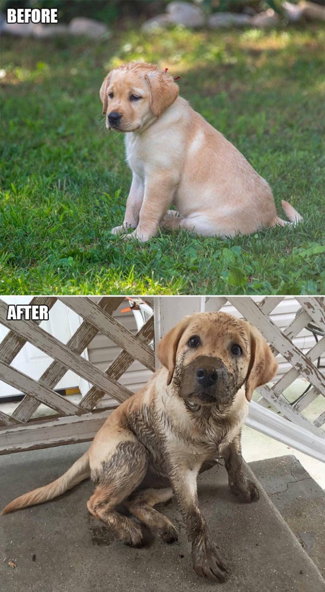 Animals Before And After A Walk (23 pics)