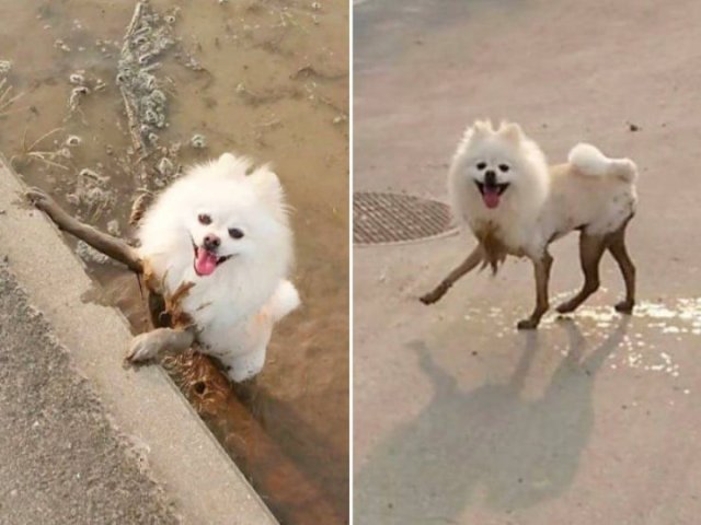 Animals Before And After A Walk (23 pics)