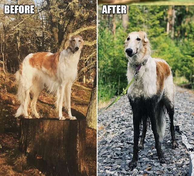 Animals Before And After A Walk (23 pics)