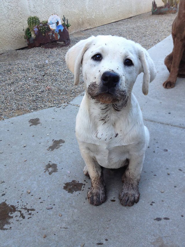 Animals Before And After A Walk (23 pics)