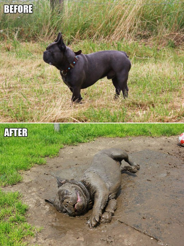 Animals Before And After A Walk (23 pics)