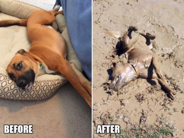 Animals Before And After A Walk (23 pics)