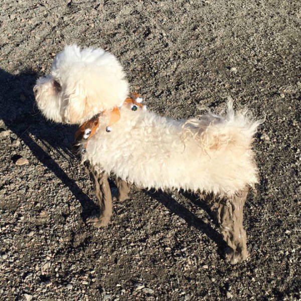 Animals Before And After A Walk (23 pics)