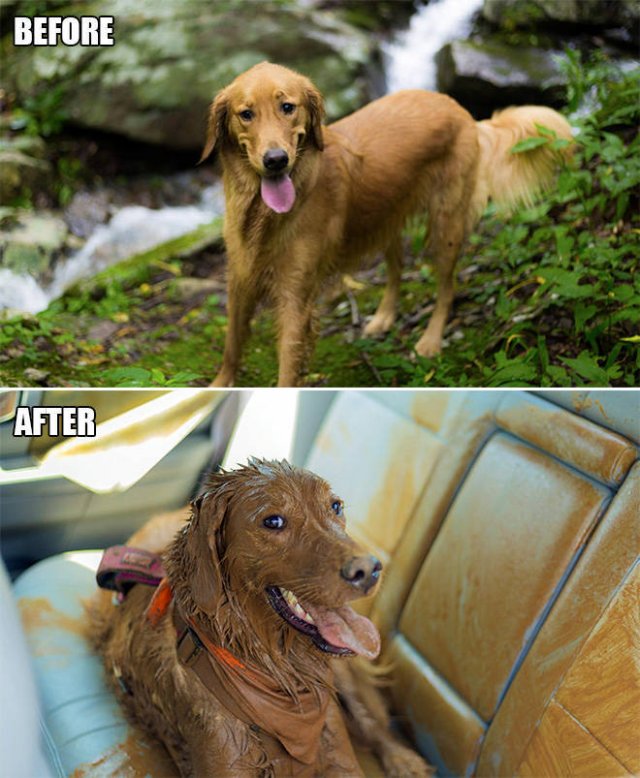 Animals Before And After A Walk (23 pics)