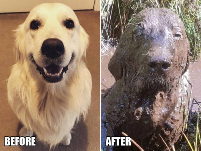 Animals Before And After A Walk (23 pics)