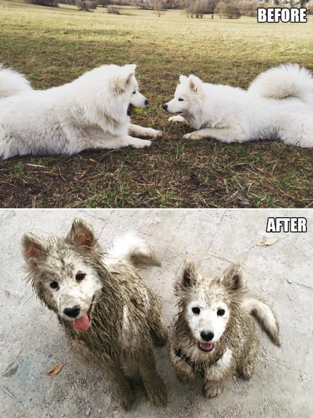 Animals Before And After A Walk (23 pics)