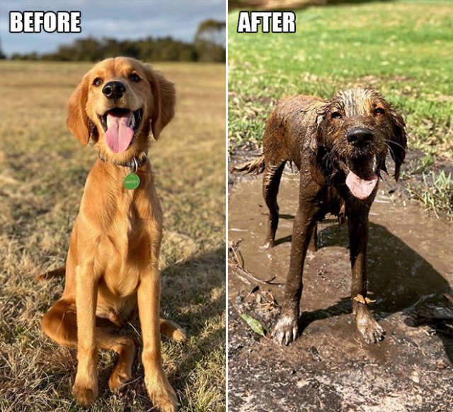 Animals Before And After A Walk (23 pics)