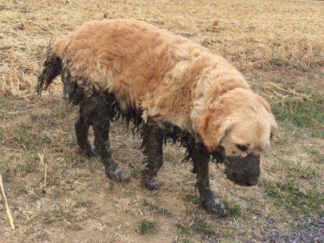 Animals Before And After A Walk (23 pics)