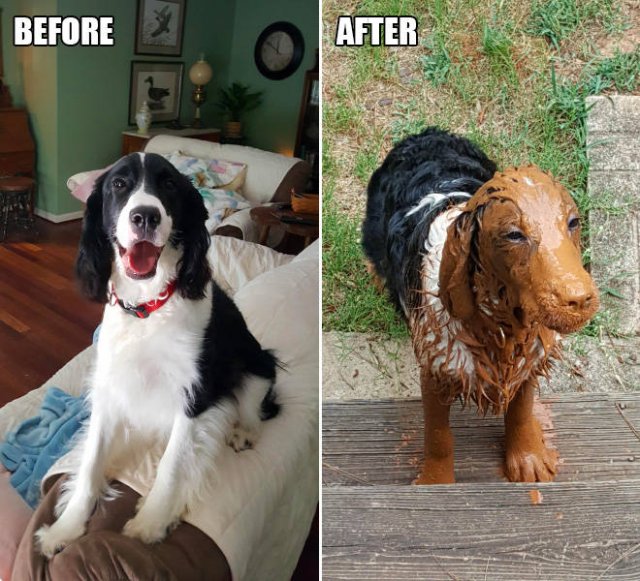 Animals Before And After A Walk (23 pics)