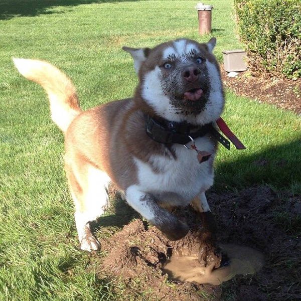 Animals Before And After A Walk (23 pics)