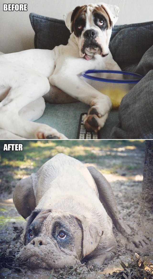 Animals Before And After A Walk (23 pics)