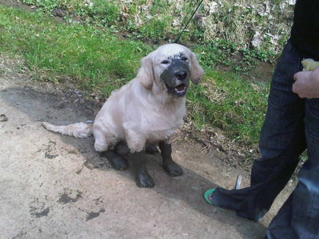Animals Before And After A Walk (23 pics)