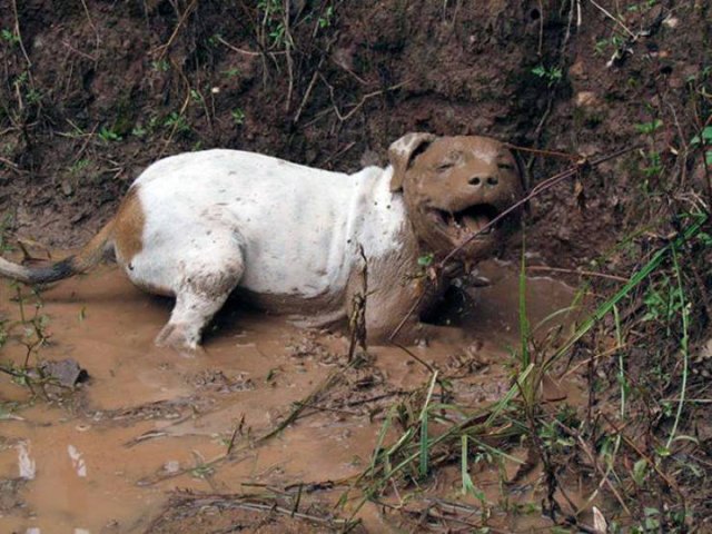 Animals Before And After A Walk (23 pics)