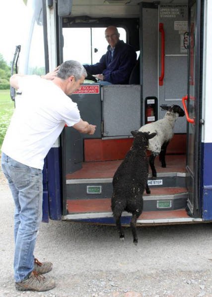 Odd Situations (46 pics)