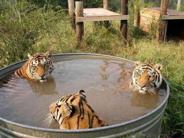 Odd Situations (46 pics)