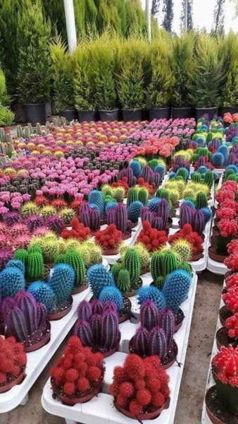 Weird Finds And Situations (52 pics)