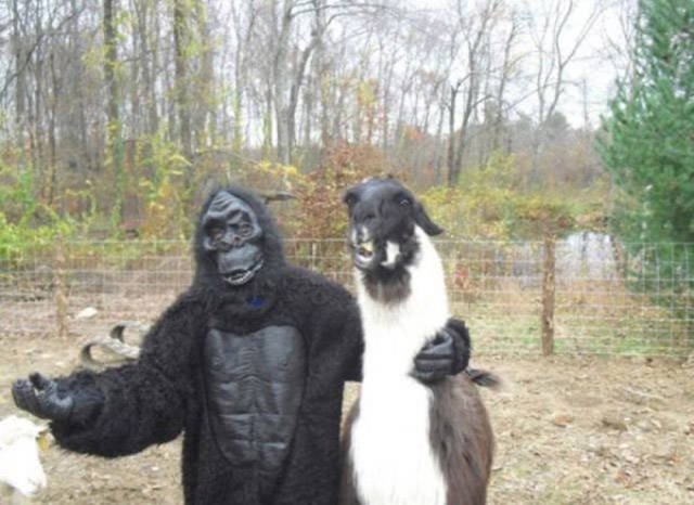 Weird Finds And Situations (52 pics)